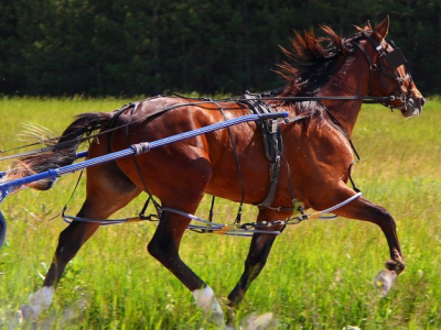 Vitruvio è il Cavallo Favorito nel 74° Gran Premio Duomo