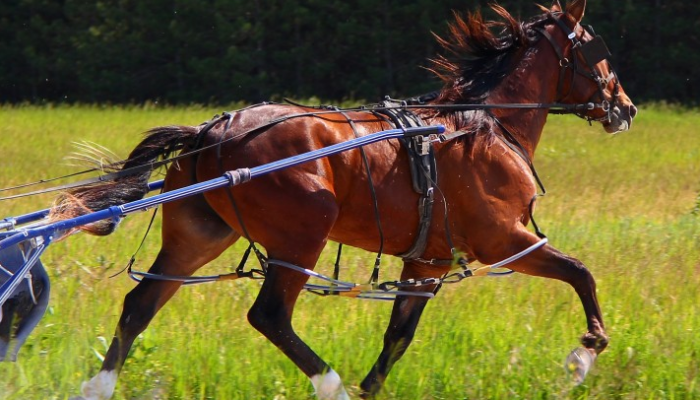 Vitruvio è il Cavallo Favorito nel 74° Gran Premio Duomo