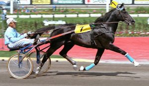 Cavallo da Trotto Ideal Du Gazeau