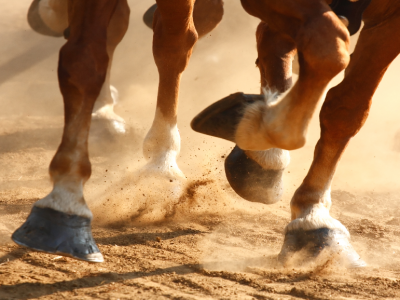 Premio Torricola, all’ippodromo Capannelle