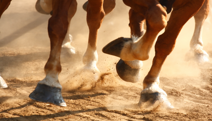 Premio Torricola, all’ippodromo Capannelle