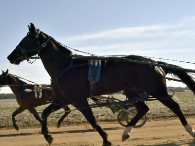 Moni Maker, campionessa del trotto americano