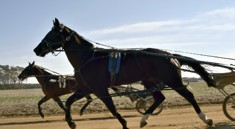 Moni Maker, campionessa del trotto americano