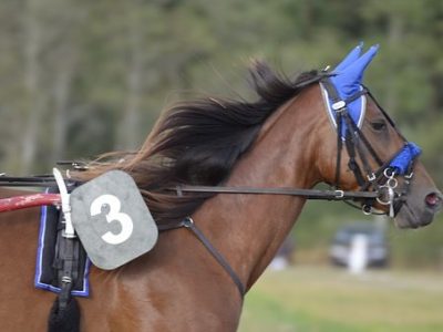 Cavallo da Trotto in Pista