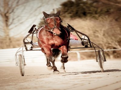 Uno dei più grandi driver del trotto italiano è Vivaldo Baldi