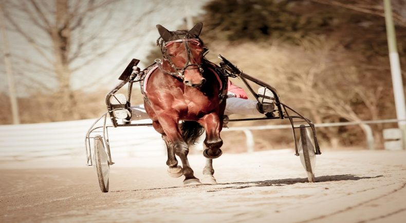 Uno dei più grandi driver del trotto italiano è Vivaldo Baldi