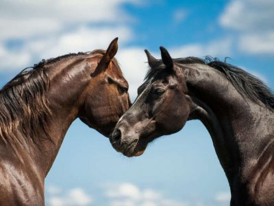 Caratteristiche delle razze dei cavalli da corsa