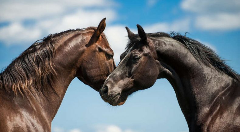 Caratteristiche delle razze dei cavalli da corsa