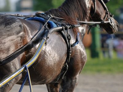 Campionato femminile dei 3 anni