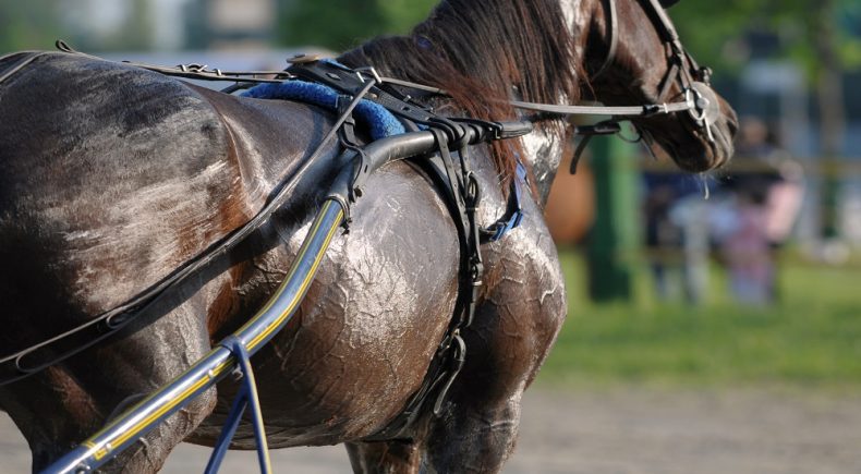 Campionato femminile dei 3 anni