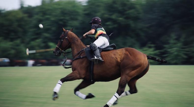 Le caratteristiche del cavallo purosangue