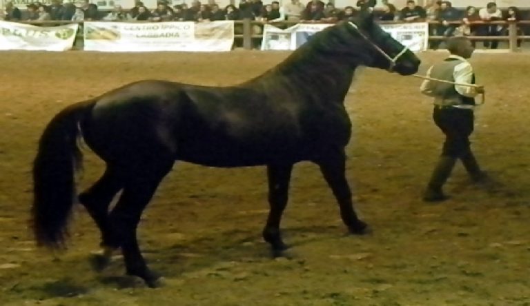 Le origini di Fieracavalli, la fiera delle certezze