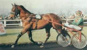 Cavalli targati d’Amour