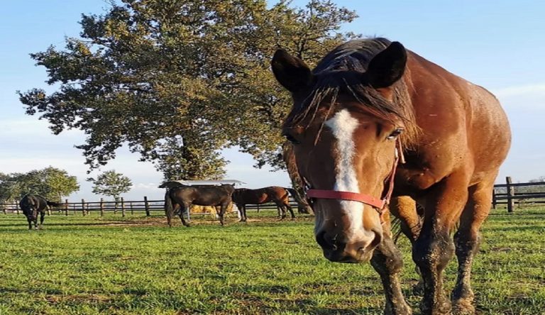 Ippica in lutto per la scomparsa di La Porta