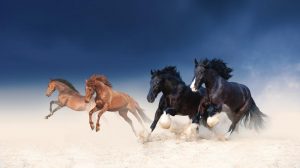 Tipologie di Scommesse per l'ippica a Totalizzatore