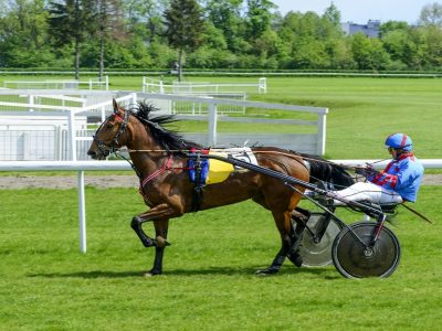 Cavallo da Corsa che galoppa