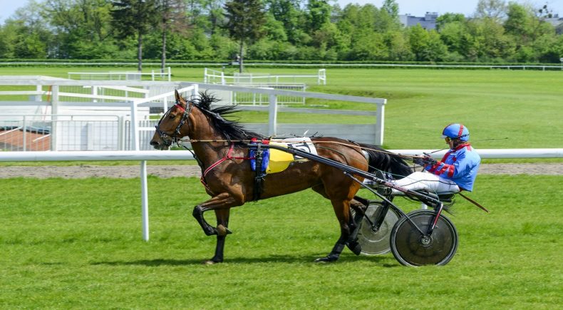 Cavallo da Corsa che galoppa