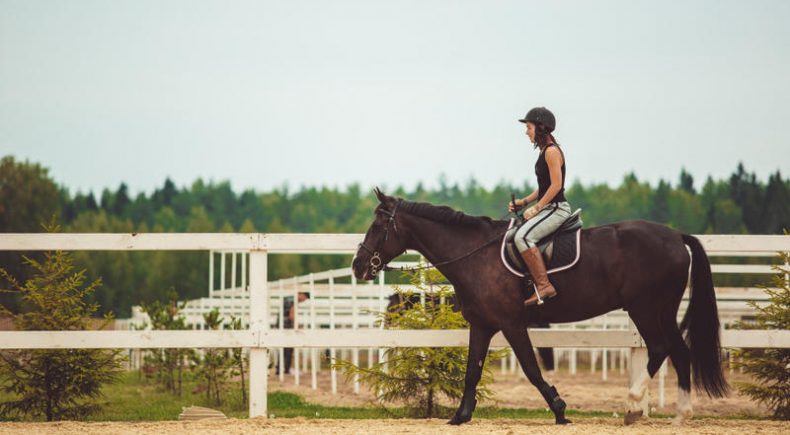 L'importanza del Lavoro alla Corda con il Cavallo