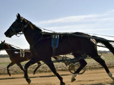 Cavalli da Corsa nell'ippodromo