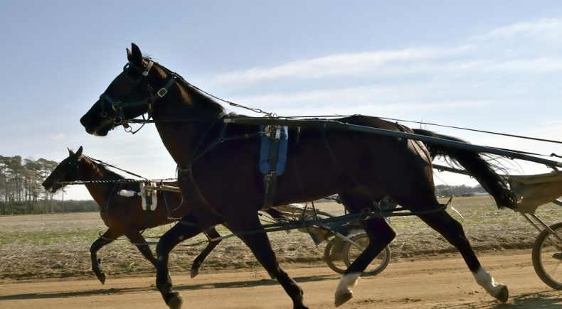 Cavalli da Corsa nell'ippodromo