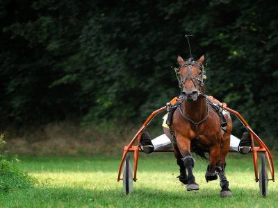 cavallo che trotta con le ruote