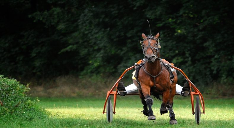 cavallo che trotta con le ruote