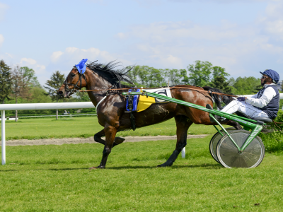 Cavallo da corsa 3 anni