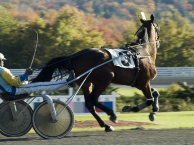 Cavallo in Corsa ad un GP Ippica