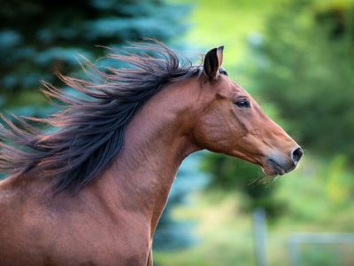 Cavallo Ippica di 7 anni