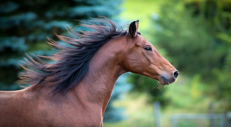 Cavallo Ippica di 7 anni