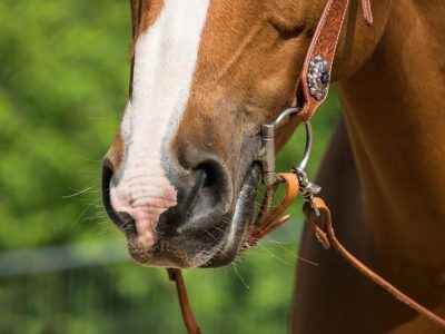 Caratteristiche Quarter Horse