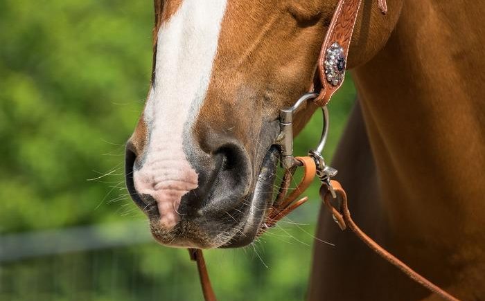 Caratteristiche Quarter Horse