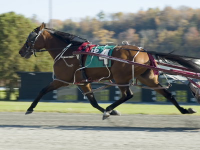 dimitri ferm il cavallo da battere