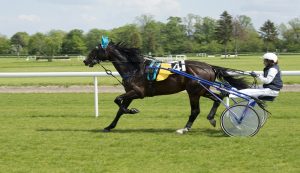 vivid international trot