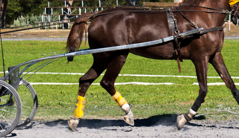 Gran Premio Renzo Orlandi