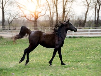 Volteggio a cavallo in gara