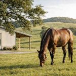 Benessere del cavallo sportivo