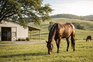 Benessere del cavallo sportivo